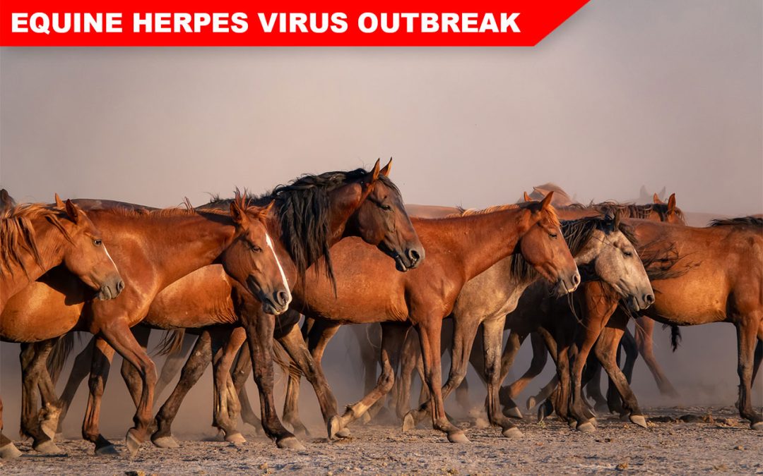 Important Information for Horse Owners in Colorado